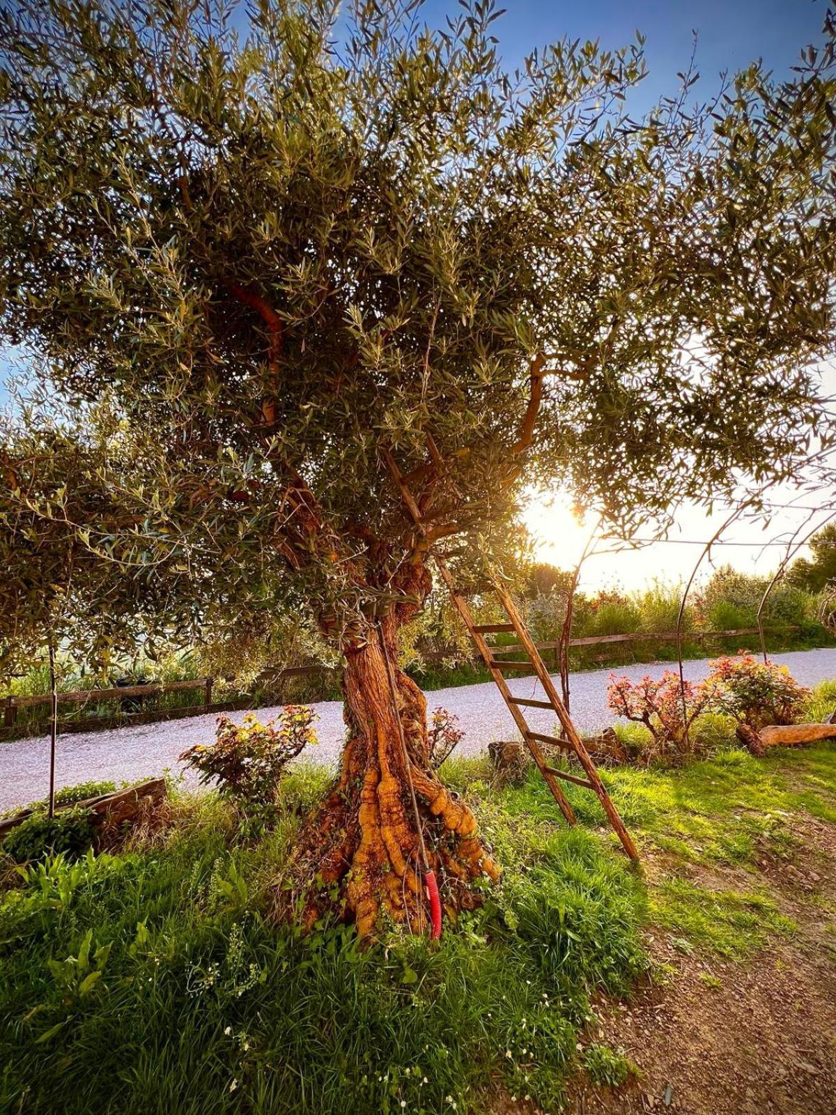 Le Mandrie Di San Paolo Villa Assisi Luaran gambar